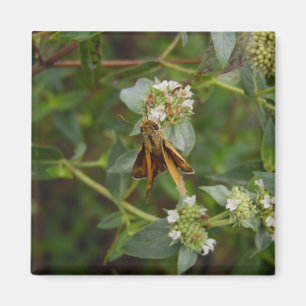 Aimant Papillon