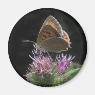 Aimant Papillon