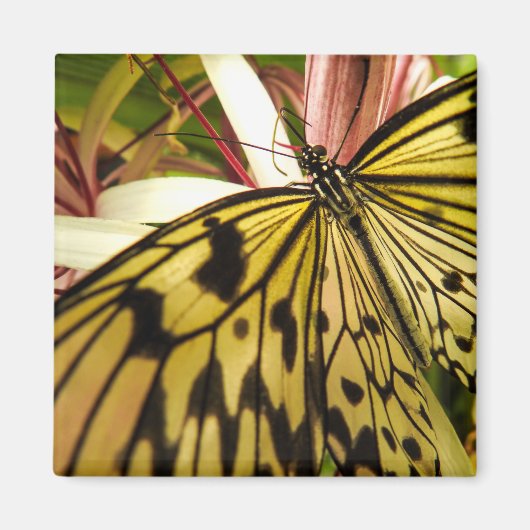 Aimant Papillon (Devant)