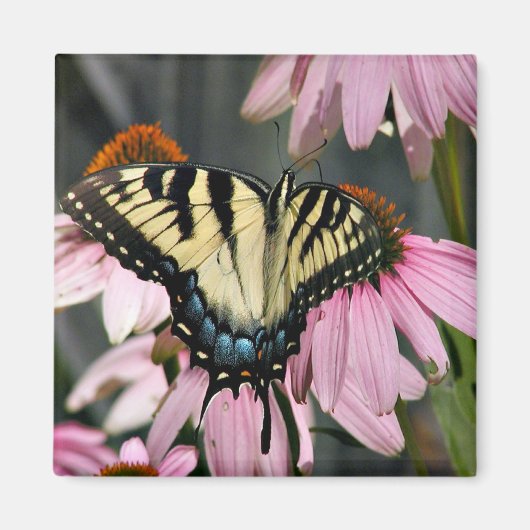 Aimant papillon (Devant)