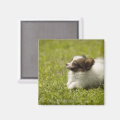 Aimant Papillon 2 (Recto/Verso)