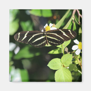 Aimant Papillon à aile longue Zebra