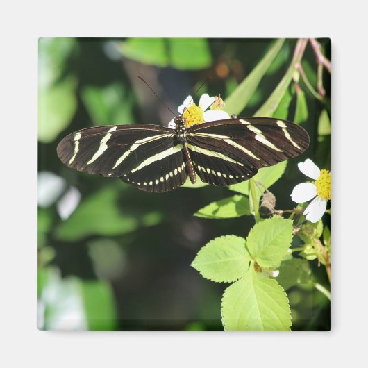 Aimant Papillon à aile longue Zebra (Devant)