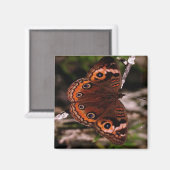 aimant papillon à aile orange (Recto/Verso)