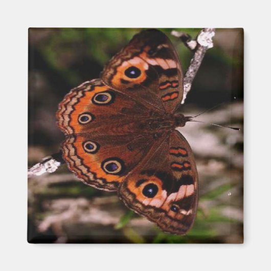 aimant papillon à aile orange (Devant)