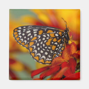Aimant Papillon à carreaux de Baltimore