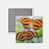 Aimant Papillon à longue aile Zebra 2 (Recto/Verso)