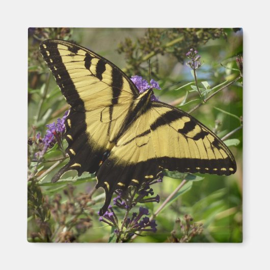 Aimant Papillon à queue d'aronde sur Buddleia (Devant)