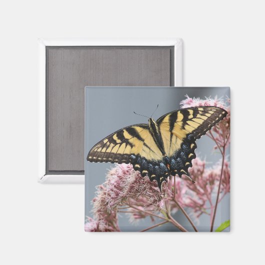 Aimant Papillon à queue épaisse de tigre sur fleur rose (Recto/Verso)