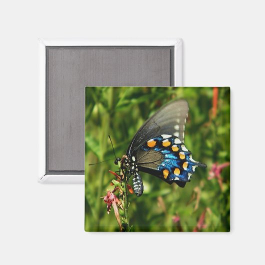 Aimant papillon à queue nue (Recto/Verso)