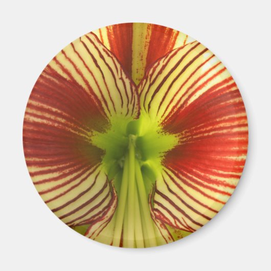 Aimant Papillon Amaryllis (Devant)