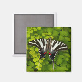 Aimant Papillon américain swallowtail (Recto/Verso)