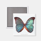 Aimant Papillon avec ailes déployées 2 (Recto/Verso)