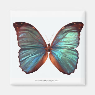 Aimant Papillon avec ailes déployées 2