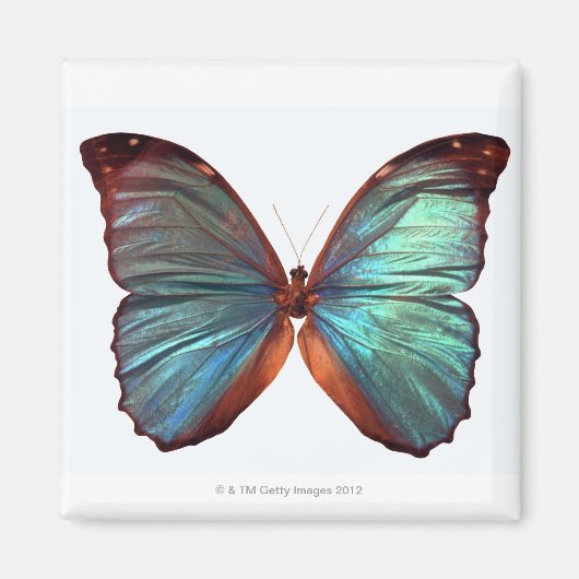 Aimant Papillon avec ailes déployées 2 (Devant)