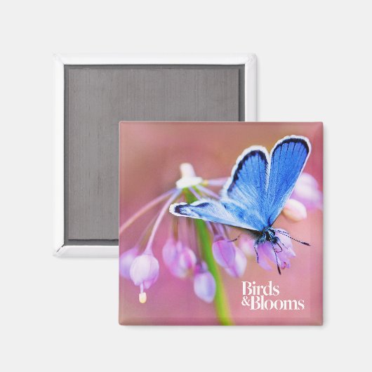 Aimant Papillon Azure (Recto/Verso)