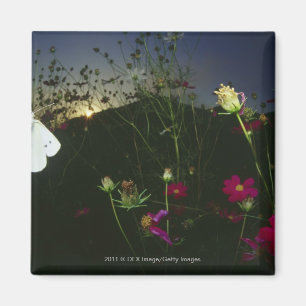 Aimant Papillon blanc en vol au coucher du soleil