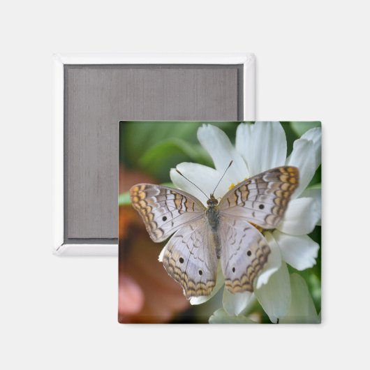 Aimant Papillon blanc Peacock (Recto/Verso)