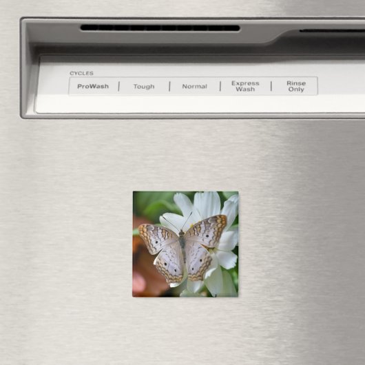 Aimant Papillon blanc Peacock (In Situ (Lave-vaisselle))