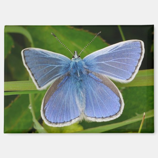 Aimant papillon bleu (Recto)