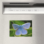 Aimant papillon bleu (In Situ (Lave-vaisselle))