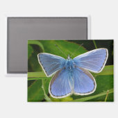 Aimant papillon bleu (Recto/Verso)