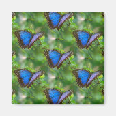 Aimant Papillon bleu (Devant)