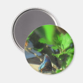 Aimant Papillon bleu (Recto/Verso)