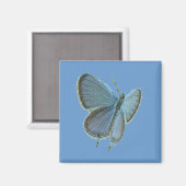 Aimant Papillon bleu à queue orientale (Recto/Verso)