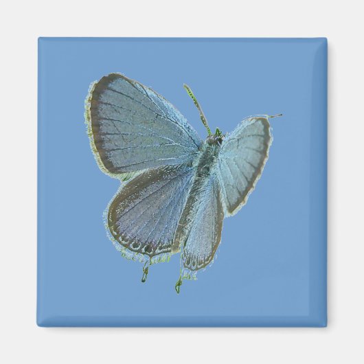 Aimant Papillon bleu à queue orientale (Devant)
