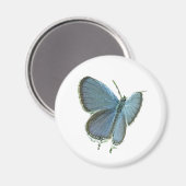 Aimant Papillon bleu à queue orientale (Recto/Verso)