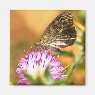 Aimant Papillon Brown Mur Lasiommata megera Peinture