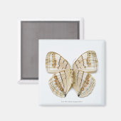 Aimant Papillon Brown, vue aérienne (Recto/Verso)