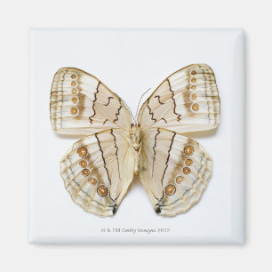 Aimant Papillon Brown, vue aérienne