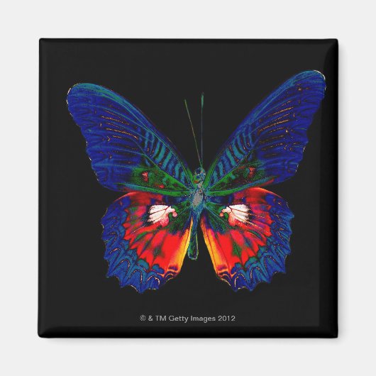 Aimant Papillon coloré avec fond noir 2 (Devant)