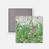 Aimant Papillon commun (Recto/Verso)