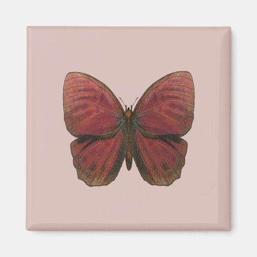 Aimant Papillon Coq Rouge (Devant)