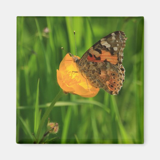 Aimant Papillon de la Dame peinte (Devant)