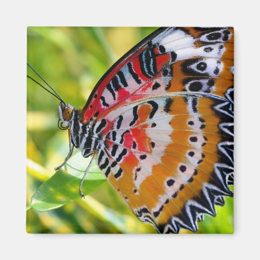 Aimant Papillon de la Dame peinte (Devant)