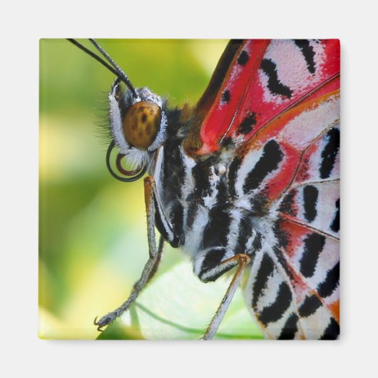 Aimant Papillon de la Dame peinte (Devant)