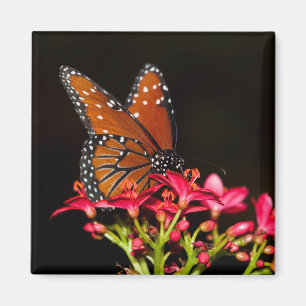 Aimant Papillon de la Reine sur les fleurs roses