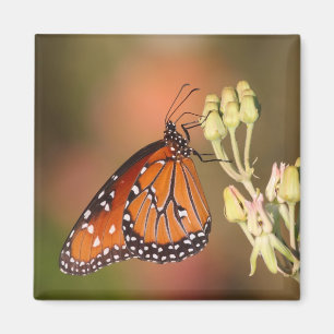 Aimant Papillon de la reine sur une branche