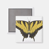 Aimant Papillon de l'épaisse queue de tigre occidentale (Recto/Verso)