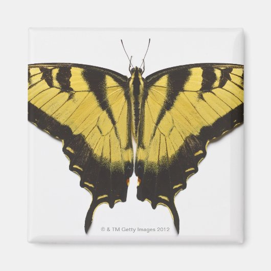 Aimant Papillon de l'épaisse queue de tigre occidentale (Devant)