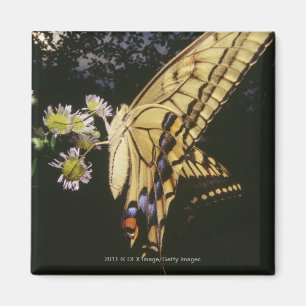 Aimant Papillon de machaon sur la fleur, fin