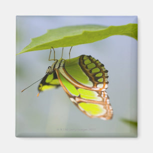 Aimant Papillon de malachite sur la feuille