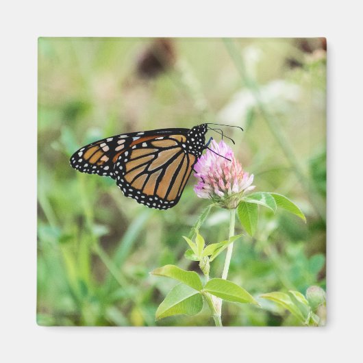Aimant Papillon de monarque (Devant)