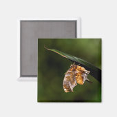 Aimant Papillon de point d'interrogation (Recto/Verso)