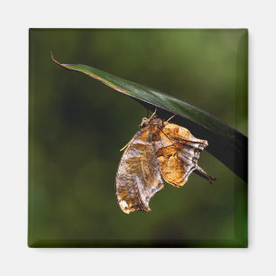 Aimant Papillon de point d'interrogation