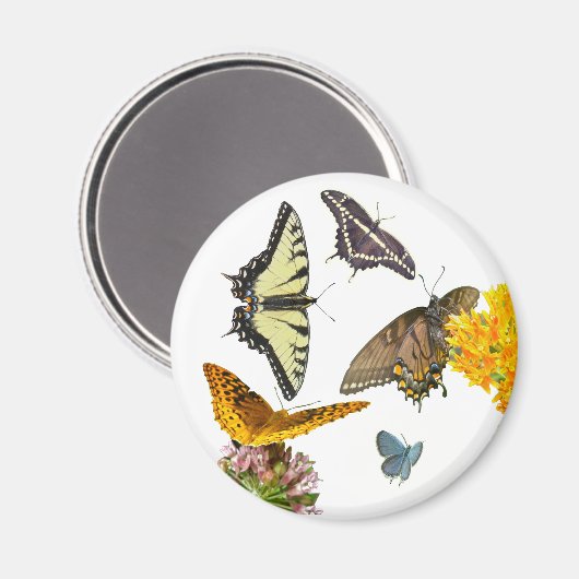 Aimant Papillon de queue de tigre (Recto/Verso)